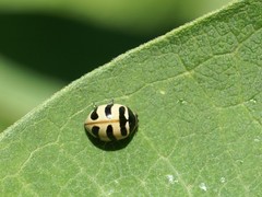 Coccinella trifasciata