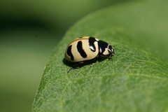 Coccinella trifasciata
