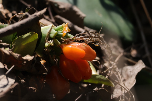 Image of Haemanthus deformis by (c) Mahomed Desai, some rights reserved (CC BY)