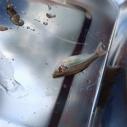 Queen danio (Devario regina) — Cyprinidae — 3