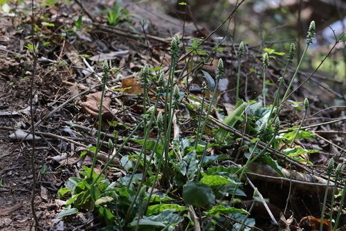 Drimiopsis maculata