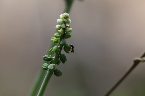 Drimiopsis maculata