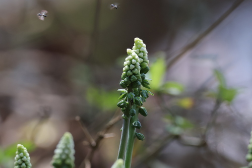 Drimiopsis maculata