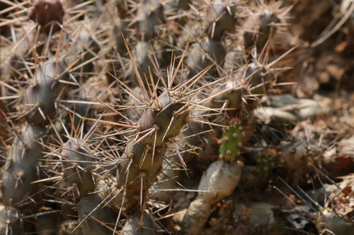 Image of Opuntia aurantiaca by (c) Mahomed Desai, some rights reserved (CC BY)