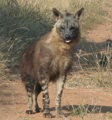 Brown Hyaena, photo 6 of 7