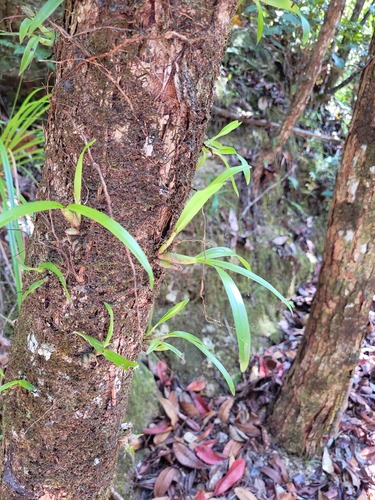 Eria rostriflora observed 2024-09-23