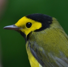 Hooded Warbler photo 5
