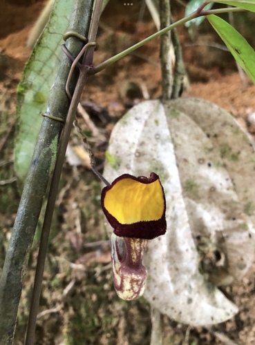 Aristolochia hainanensis
