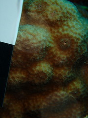 Porites astreoides