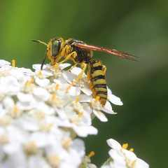 Philanthus crabroniformis