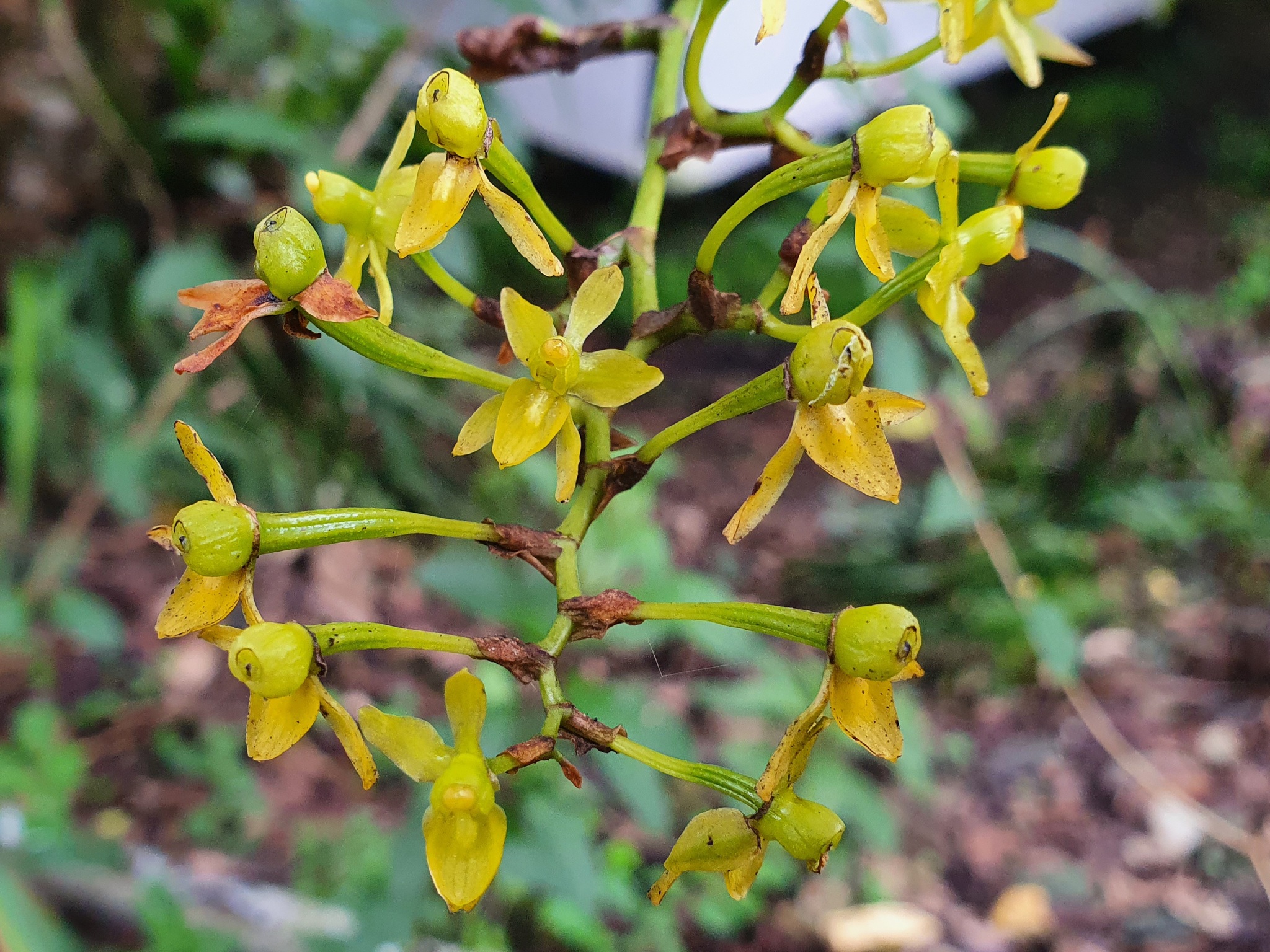 Cyrtochilum tricostatum (Rchb.f.) Dalström 4