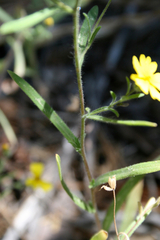 Madia elegans elegans
