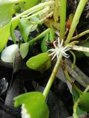 Limnobium laevigatum