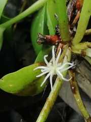 Limnobium laevigatum