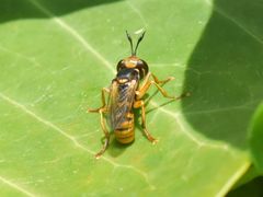 Abrachyglossum capitatum