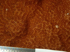 Porites astreoides