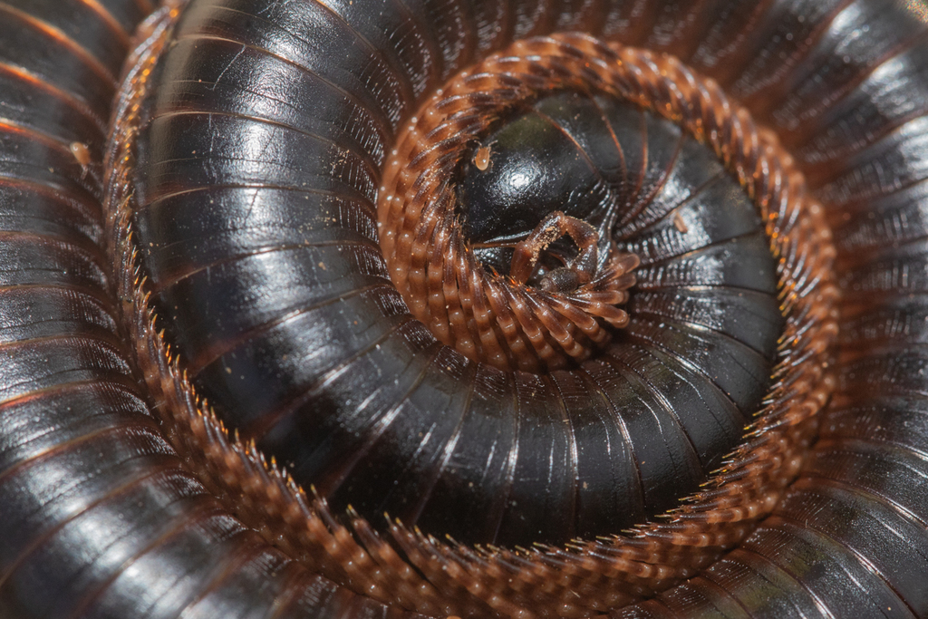 Ringleg Black Millipede