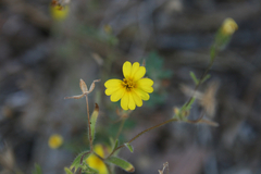 Madia elegans elegans