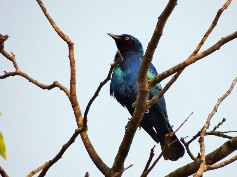 Lesser Blue-eared Starling (Lamprotornis chloropterus), photo 1