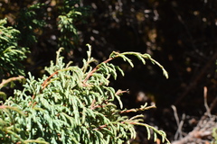 Juniperus recurva