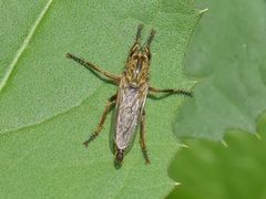Eutolmus rufibarbis