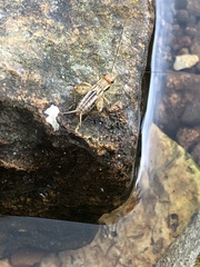 Allonemobius tinnulus