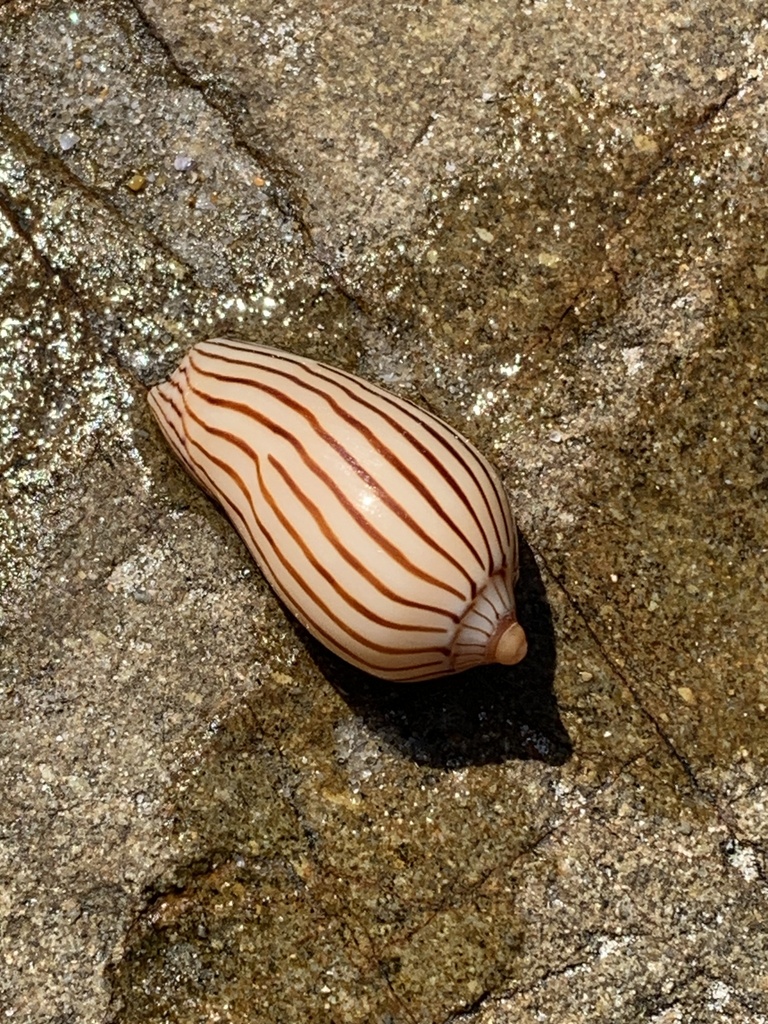 Zebra Volute from Yuraygir National Park, The Sandon, NSW, AU on ...
