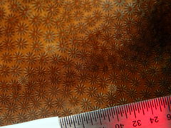 Stephanocoenia intersepta