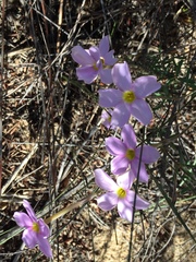 Oxalis hirta tubiflora
