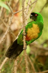 Prosopeia personata