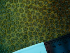 Stephanocoenia intersepta