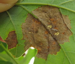 Tubakia