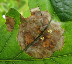 Tubakia