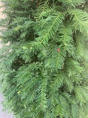 Taxus