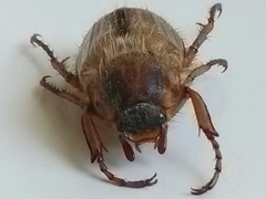 Amphimallon solstitiale