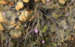 Lachnaea globulifera incana