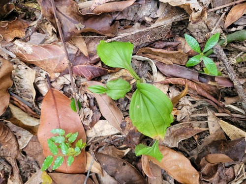 Liparis layardii observed 2024-09-23