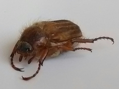 Amphimallon solstitiale