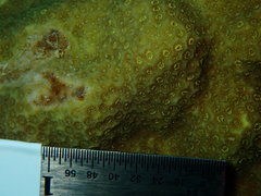 Porites astreoides