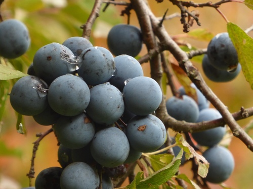 Prunellier