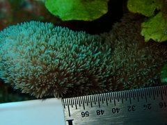 Porites porites