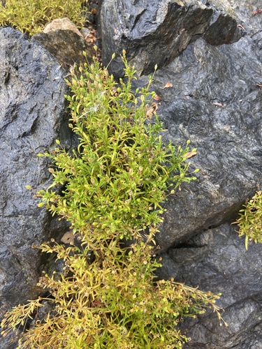 Image of Sagina maxima by (c) Maria Khoreva, some rights reserved (CC BY)