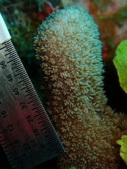 Porites porites