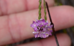 Lachnaea globulifera incana