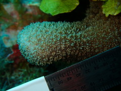 Porites porites