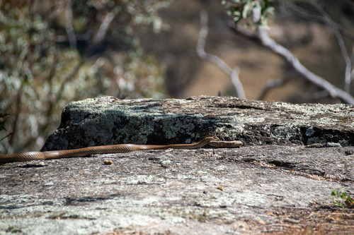 Eastern Brown Snake sighting