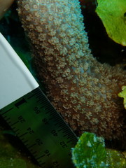 Porites porites