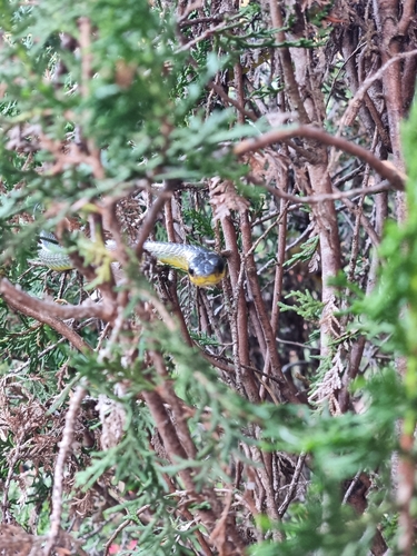 Common Tree Snake sighting