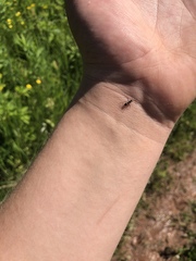 Camponotus pennsylvanicus
