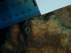 Porites astreoides